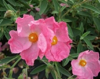 Czystek SILVER PINK Cistus x argenteus C1,5/10-20cm *K13