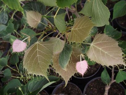 Lipa Henryego Tilia henryana var.subglabra C2/20-30cm *K15