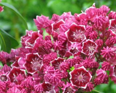 Kalmia szerokolistna DEEP SECRET Kalmia latifolia C4/20-40cm