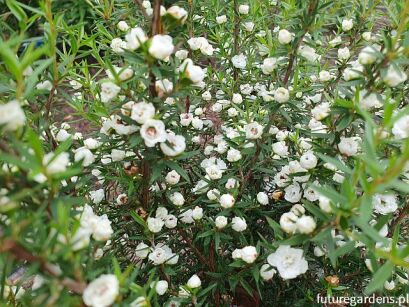 Manuka BIAŁA Leptospermum scoparium var.scoparium zw. Drzewko herbaciane C3/30cm *K12