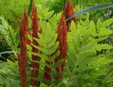 Długosz królewski PURPURASCENS Osmunda regalis /P9(C3) *T2