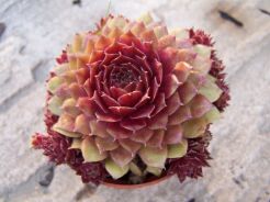 Rojnik ogrodowy nr 4 Sempervivum hybridum