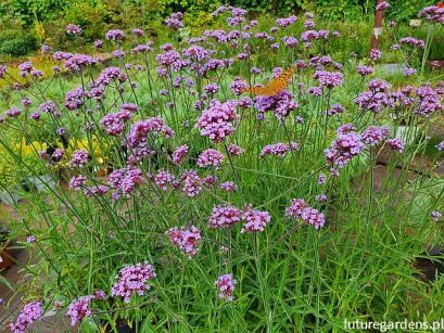 Werbena patagońska Verbena bonariensis /C2 *K8