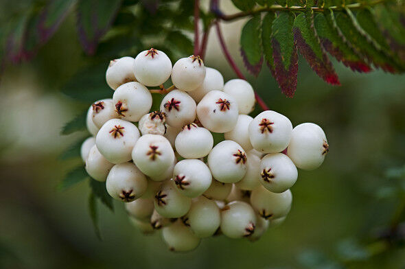 Jarzębina biała Sorbus koehneana Jarząb C7,5/Pa120cm/obw.4-5cm