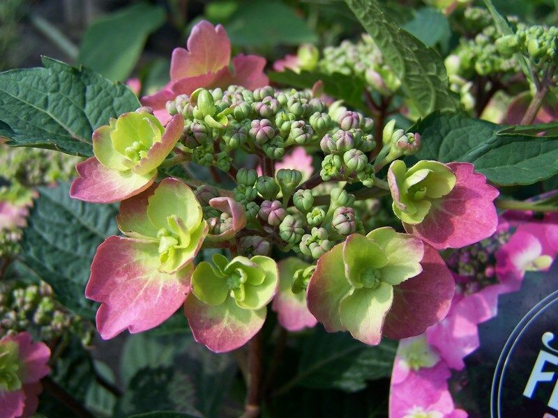 Hortensja piłkowana COTTON CANDY Hydrangea serrata 'MAK20' Flairs & Flavours Cotton /C5 *T2
