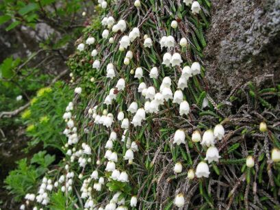 Cassiope mertensiana var. gracilis /C1