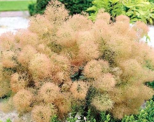 Perukowiec podolski YOUNG LADY Cotinus coggyria C4/30-50cm *K14