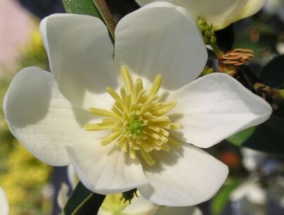 Magnolia laevifolia (karłowa i zimozielona) Michelia yunnanensis C5/60cm *K8