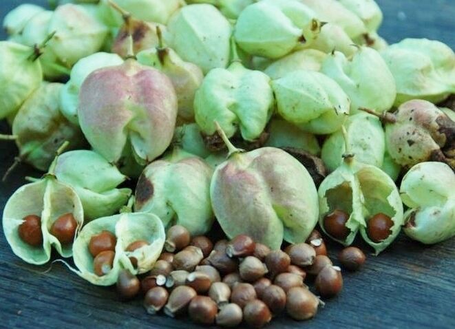 Kłokoczka południowa Staphylea pinnata C2/30-40cm *T3