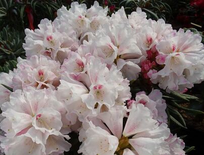 Rhododendron roxieanum BLEWBURY Tybetańska azalia C5/30cm *K10