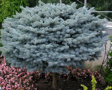 Świerk niebieski GLAUCA GLOBOSA Picea pungens C3/Pa60cm *K4