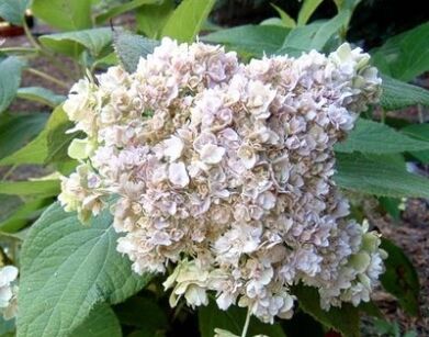 Hortensja otulona 'HORTENSIS' Hydrangea involucrata C5/20-30cm