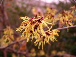 Oczar wirginijski Hamamelis virginiana C5/40-60cm *20K