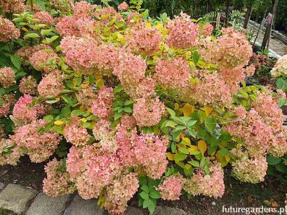 Hortensja bukietowa LITTLE LIME PBR 'Jane' Hydrangea paniculata /C2 *K18