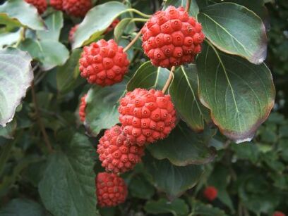 Dereń kousa TEUTONIA Cornus kousa C2/40-50cm