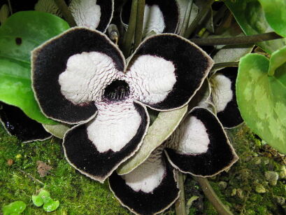 Kopytnik olbrzymi GIANT in.Panda Face Ginger Asarum /C2 *K8