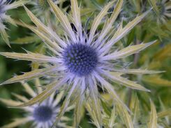 Mikołajek Neptune's Gold Eryngium zabelli /C2