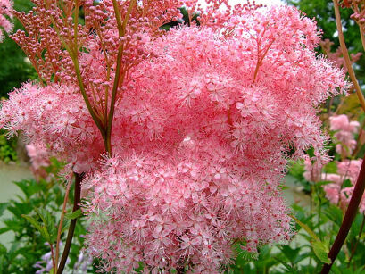 Wiązówka czerwona VENUSTA Filipendula rubra /C5 *23K