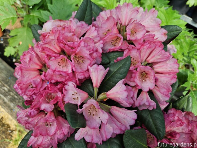 Rhododendron neriiflorum WINE and ROSES® C1,5/20-30cm *K14