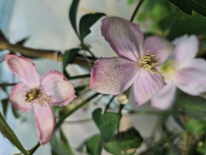 Powojnik górski RÓŻOWY Clematis montana var. rubens /C2 *K8