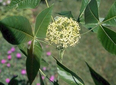 Parczelina trójlistkowa Ptelea trifoliata ~ nasiona 10 szt.