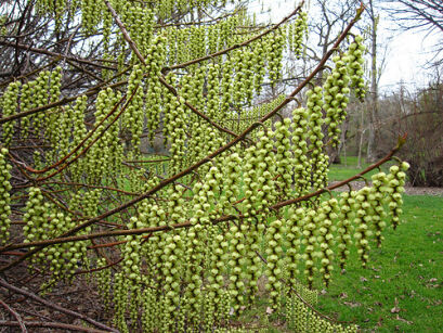 Stachiurek chiński WONDERFUL IMAGE Stachyurus chinensis C2/80cm