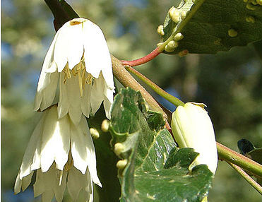 Crinodendron patagua syn.Tricuspidaria dependens C5/60-80cm *GD