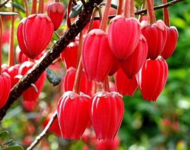 Crinodendron hookerianum syn.Tricuspidaria lanceolata C2/40-50cm *K10