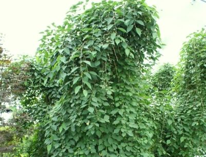 Styrak płaczący PENDULUS Styrax japonicus C5/100cm *TL