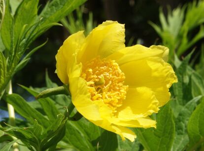 Piwonia żółta YELLOW QUEEN Paeonia delavayi var. delavayi f. lutea /C5 *K16