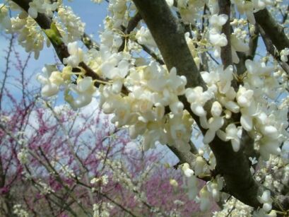 JUDASZOWIEC chiński SHIROBANA Cercis chinensis C5/80-100cm *T65