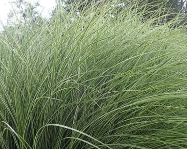 Miskant chiński MORNING LIGHT Miscanthus sinensis /C2 *T24