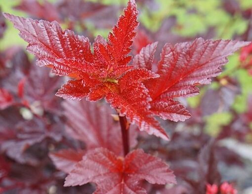 Pęcherznica kalinolistna LADY IN RED 'Tuilard' PBR Physocarpus opulifolius /C2 *3