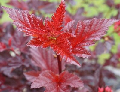 Pęcherznica kalinolistna LADY IN RED 'Tuilard' PBR Physocarpus opulifolius /C2 *3