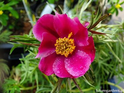 Paeonia hybrida (tenuifolia x woodwardii) EARLYBIRD Piwonia /P11 *K16