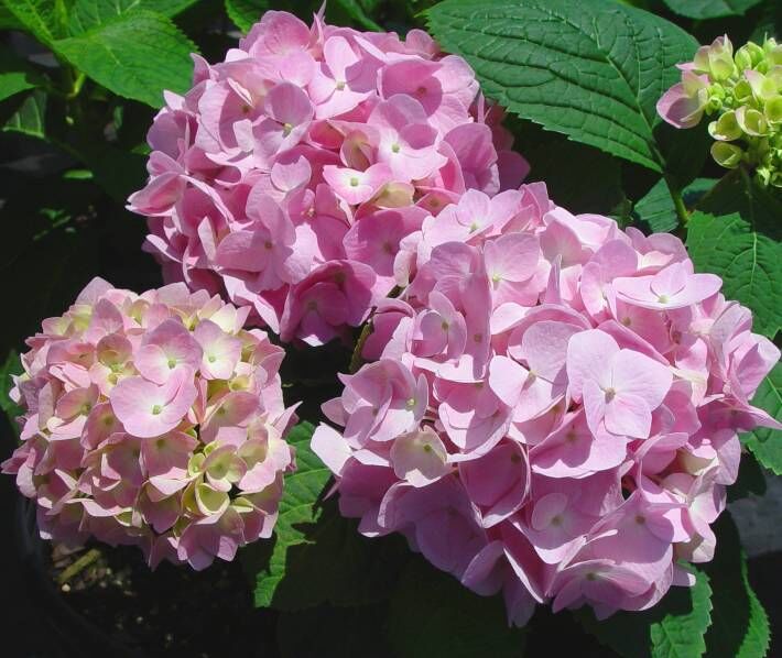 Hortensja ogrodowa 'Bailmer' ENDLESS SUMMER Hydrangea macrophylla /C5