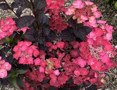 Hortensja piłkowana DAREDEVIL® 'JPD01' Hydrangea serrata C4/20cm *T22