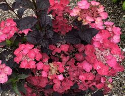 Hortensja piłkowana DAREDEVIL® 'JPD01' Hydrangea serrata C4/20cm *T22