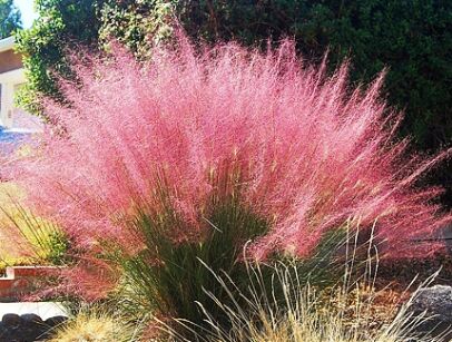 Muhlenbergia capilaris Włosowata różowa trawa /C2 *K5