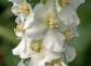 Dziewanna FLUSH OF WHITE Verbascum phoeniceum /C2 *K7