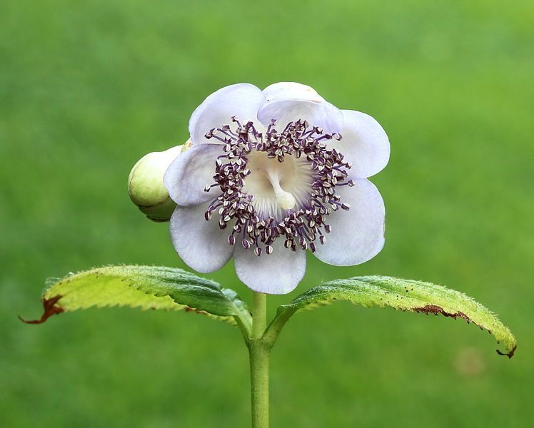 Deinanthe caerulea /P9 *10