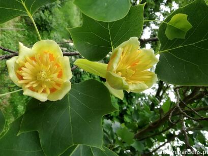 Tulipanowiec amerykański FASTIGIATUM Liriodendron tulipifera C15/1,6-1,8m*K8