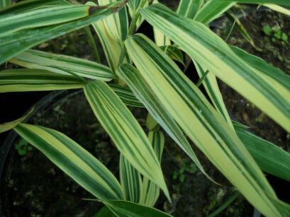 Bamboo Sasaella glabra ALBOSTRIATA Bambus ogrodowy