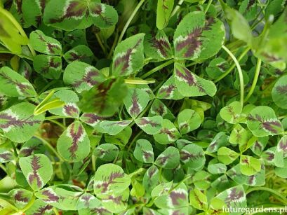 Koniczyna LEONORE Trifolium repens /P10 *7F