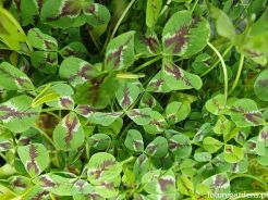 Koniczyna LEONORE Trifolium repens /P10 *7F
