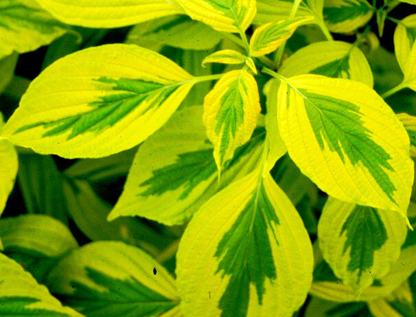 Dereń skrętolistny GOLDEN SHADOWS Wstackman® Cornus alternifolia C5/60-80cm *T4