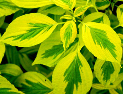  Dereń skrętolistny GOLDEN SHADOWS Wstackman® Cornus alternifolia C5/60-80cm *K14