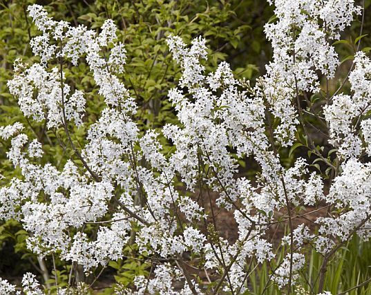 Lilak perski ALBA Syringa x persica C5/50cm *K17