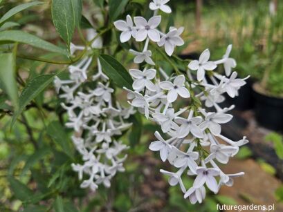 Lilak perski ALBA Syringa x persica C5/50cm *K17