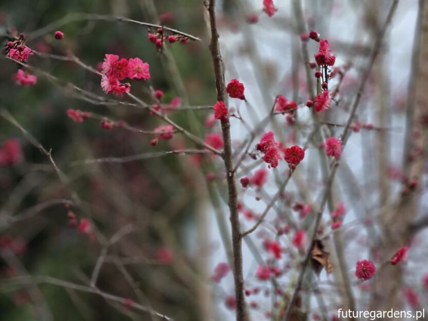 Morela japońska MATSUBARA RED Chińska śliwka Prunus mume C3/50-80cm *K9